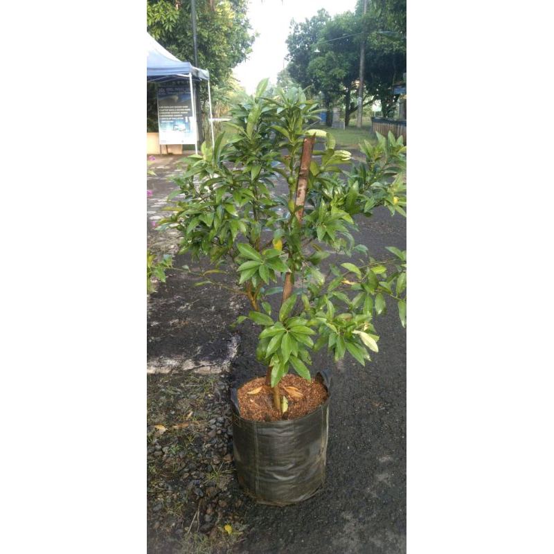 

jeruk nagami, sudah berbuah