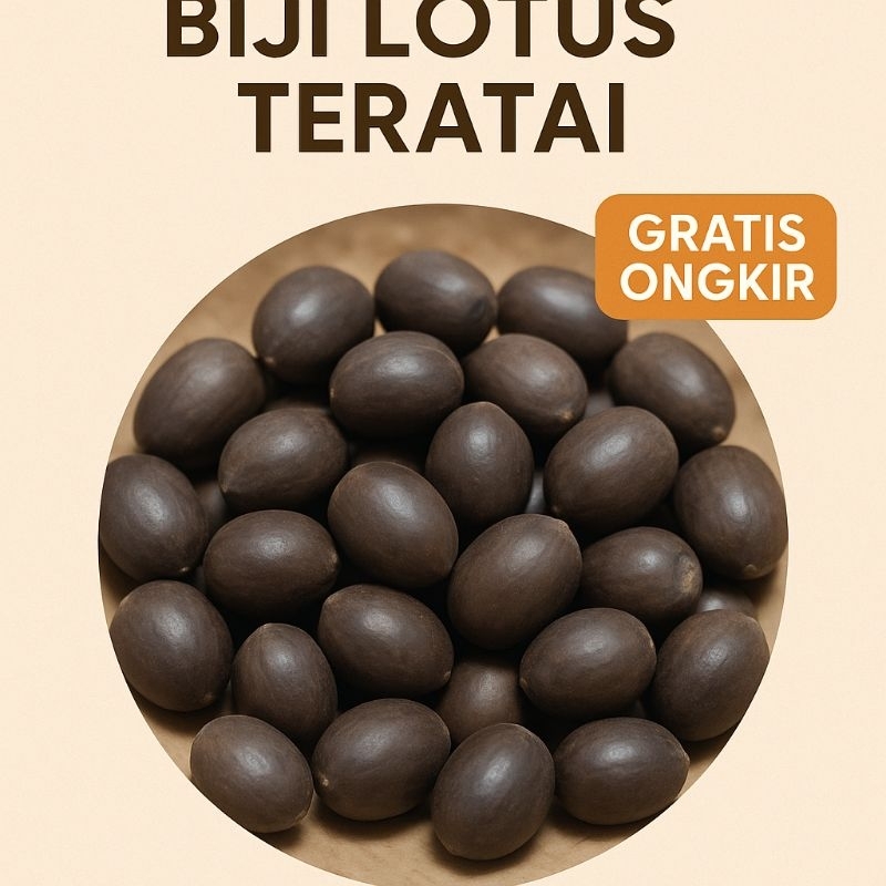 Biji Teratai Biji Benih Teratai Lotus Mini Biji Bunga Teratai Lotus Varian Warna BIJI LOTUS