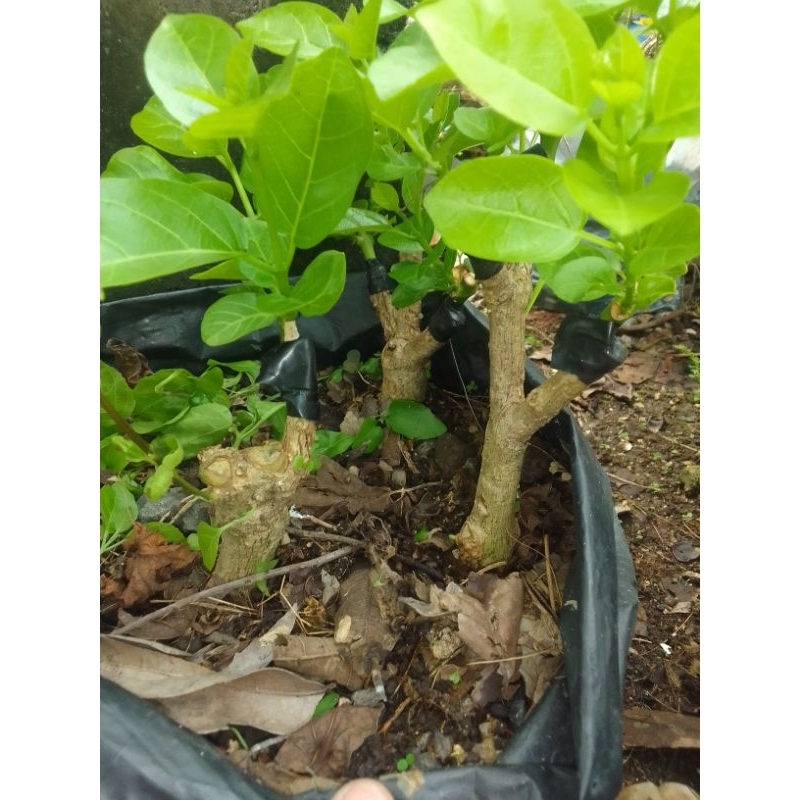 BAHAN BONSAI WAHONG OKULASI SANCANG