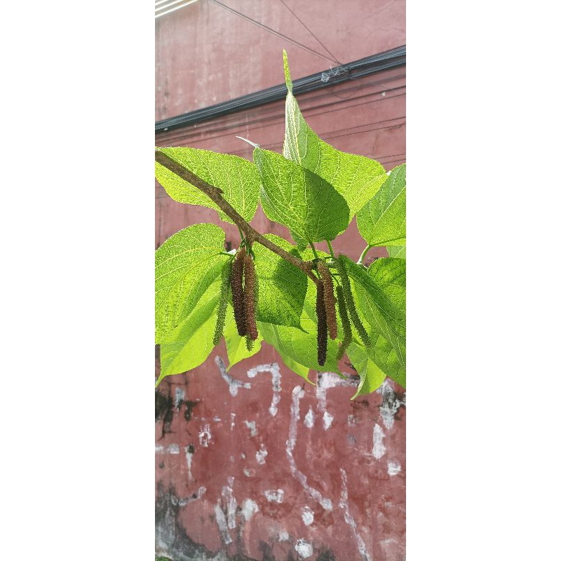 bibit murbei batang steak / batang entres long murbei / entres long murbei red / entres long murbei 