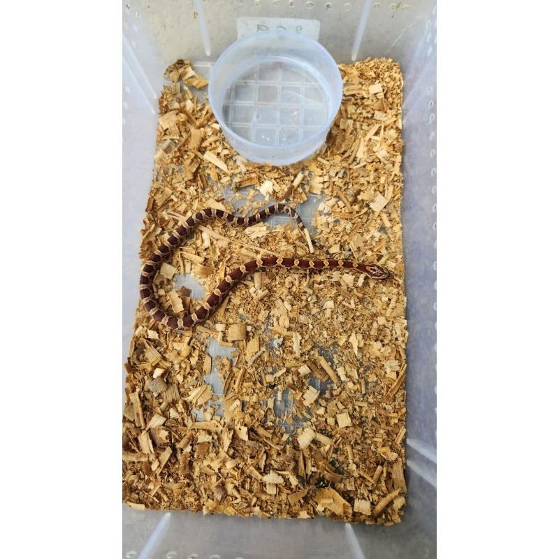 corn snake Classic double het amel,bloodred