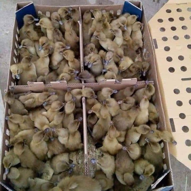 DOD BEBEK MOJOSARI SUPER | BIBIT ITIK - isi ±100 ekor (sudah divaksin)