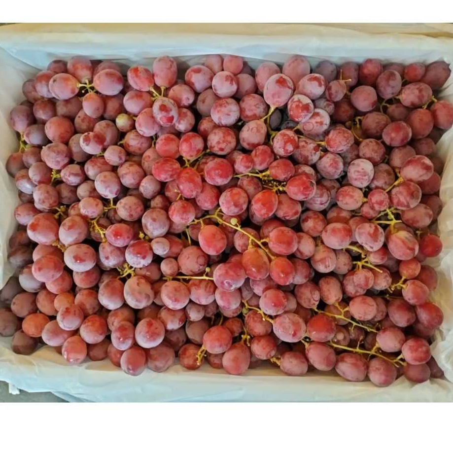 

buah anggur merah fresh 1kg