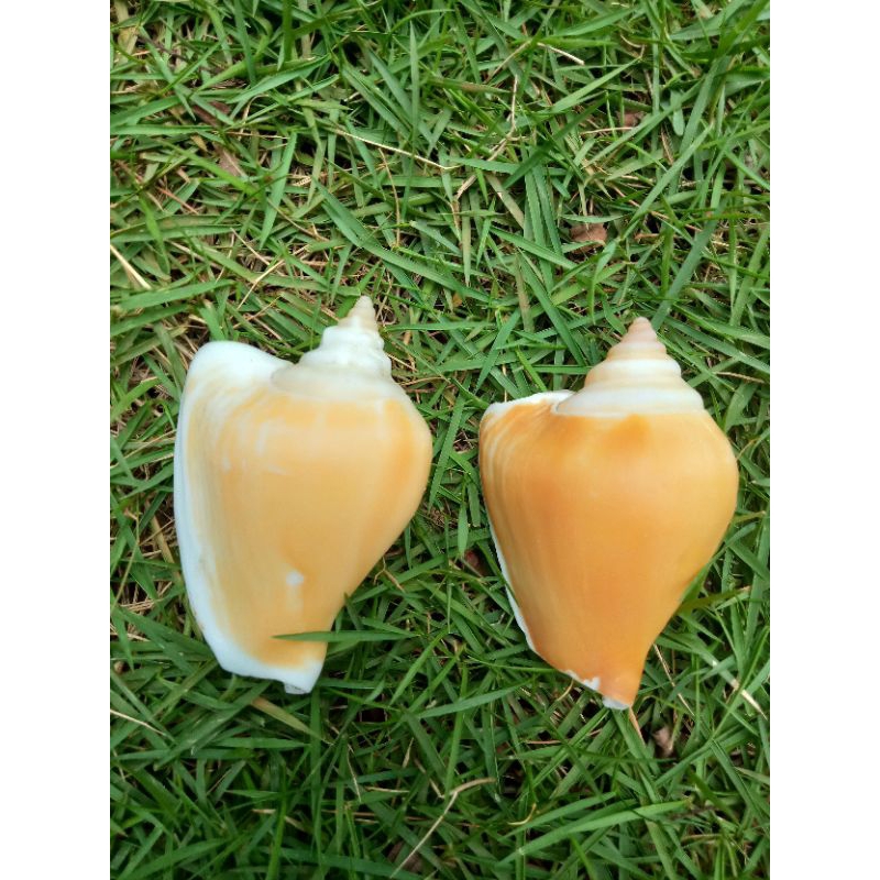 cangkang keong laut asli