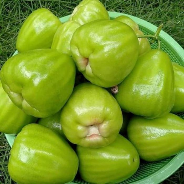 BIBIT POHON JAMBU AIR KIOJOK : JAMBU AIR HIJAU