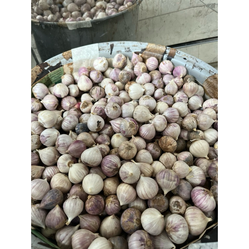 

Bawang Putih Tunggal Ukuran Besar