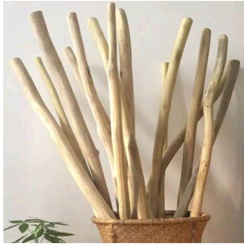 RANTING POHON KAYU JATI 1 meteran