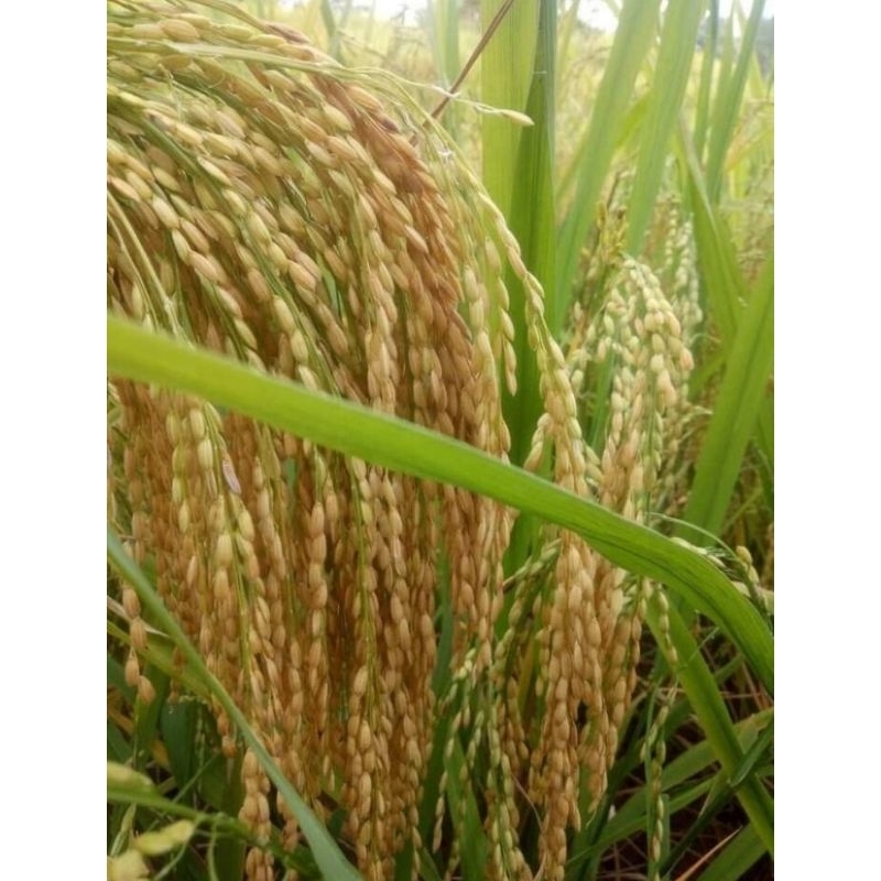 Benih padi Inpari 32 (5kg)