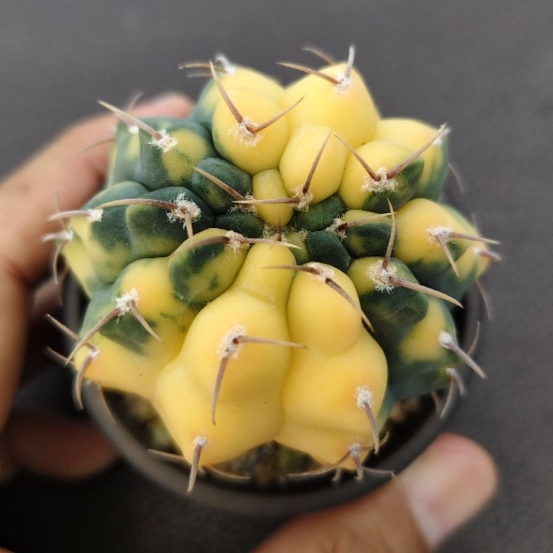 Tanaman Kaktus Gymnocalycium vatteri variegata