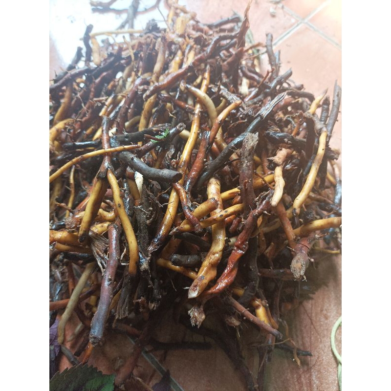 

Akar pinang atau akar jambe hutan segarl 500gram