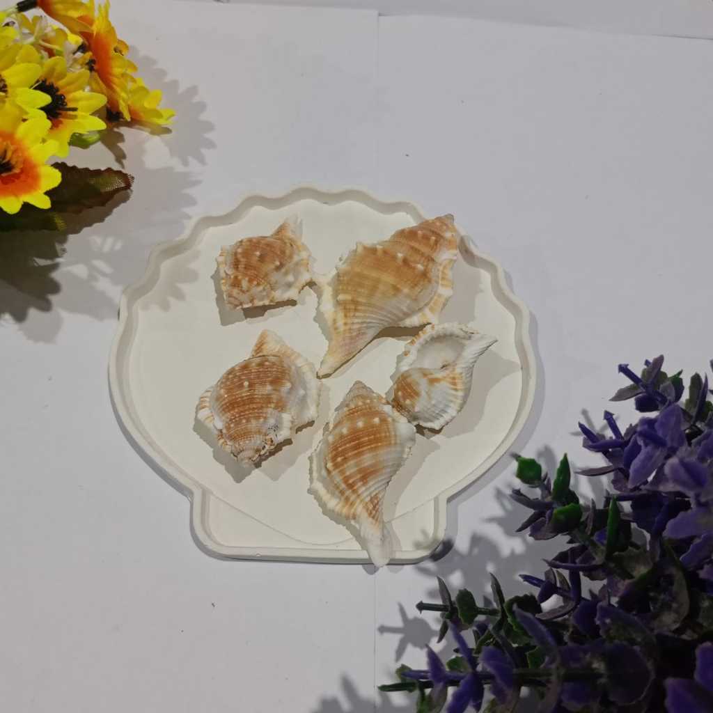 KERANG KILOAN KERAJINAN TANGAN / AKSESORIS HIASAN KERANG / KERANG LAUT HIASAN