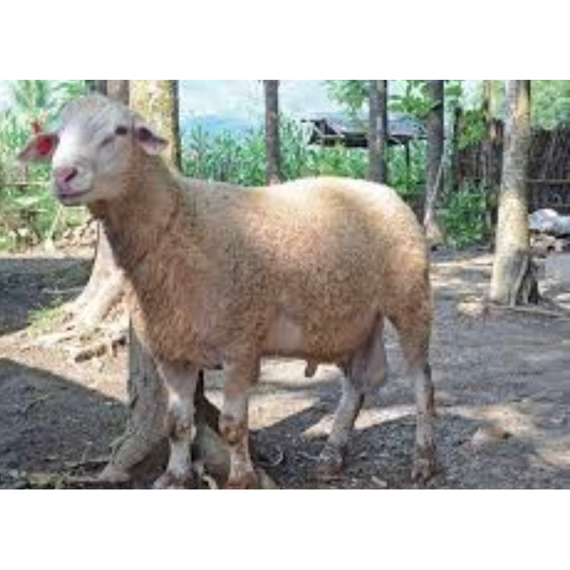 Kambing gembel/Domba siap ternak