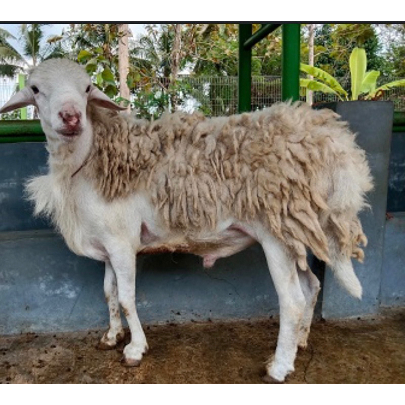 Kambing/Domba gembel siap ternak