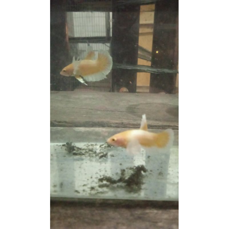 Ikan Cupang Plakat Big Ear(Kuping Lebar).