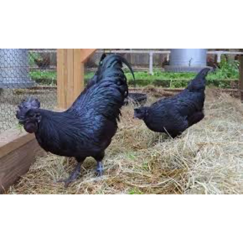 

TELUR FERTIL AYAM CEMANI LIDAH HITAM UNTUK DITETASKAN