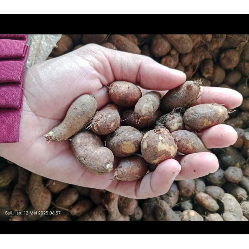 kentang hitam kecil 1kg