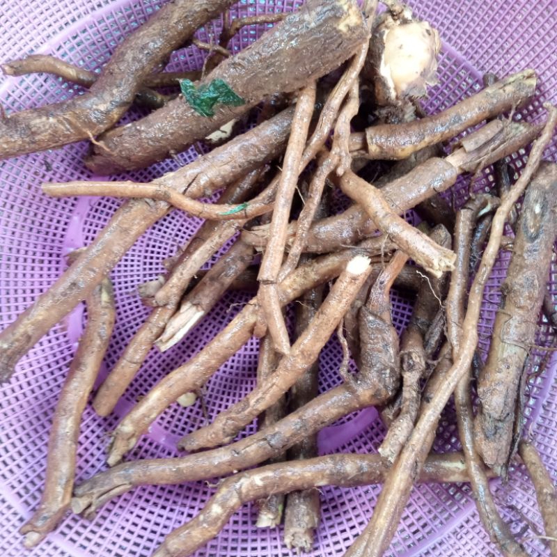 Akar srigunggu obat gurah tradisional