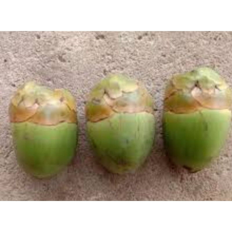 

bluluk kelapa bahan obat 5 biji