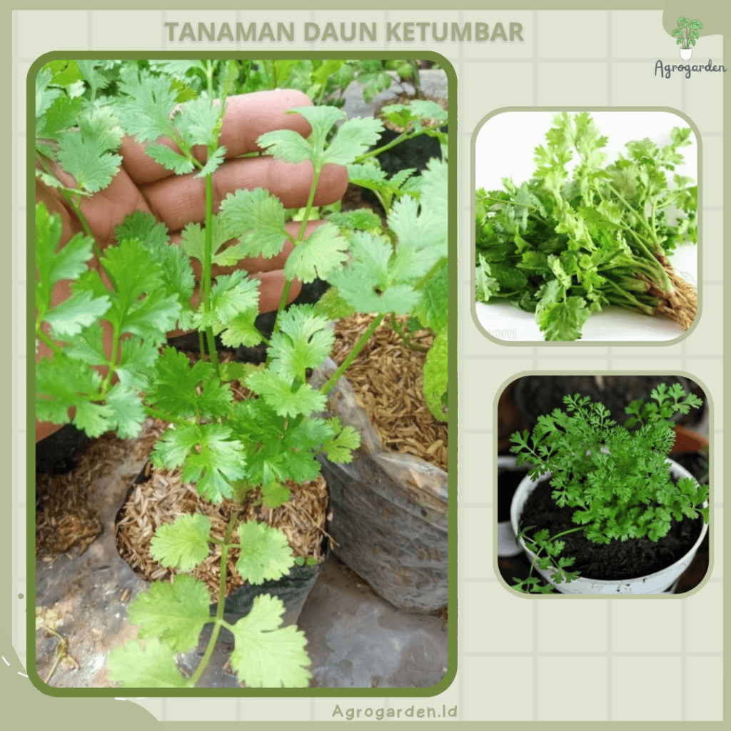 Tanaman Bibit KETUMBAR - Tanaman Daun Rempah Ketumbar - Cilantro  - Tanaman Daun Ketumbar - Bibit Sa