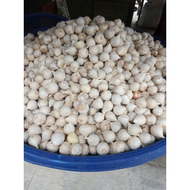 

BAWANG PUTIH TUNGGAL UKURAN SEDANG PER 100G