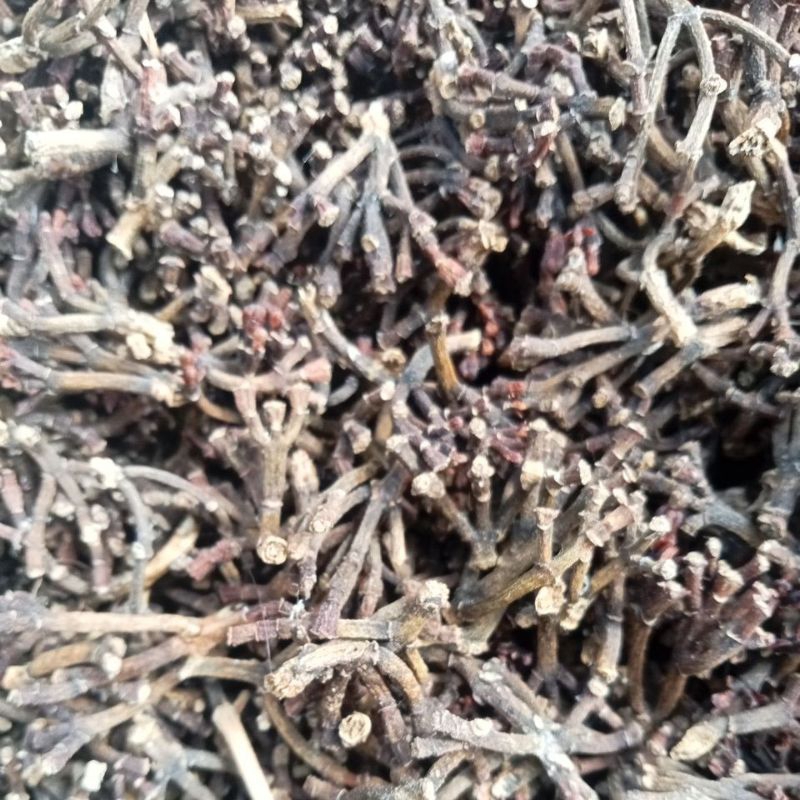 

Gagang cengkeh super kering 1kg