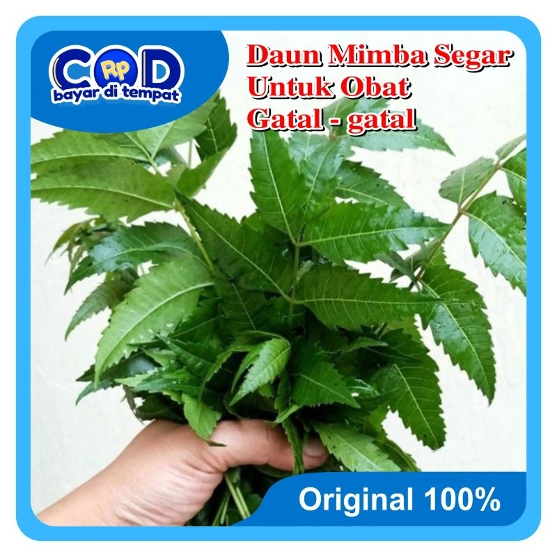 

[C O D] Daun Mimba Segar 1Kg Untuk Obat Tradisional