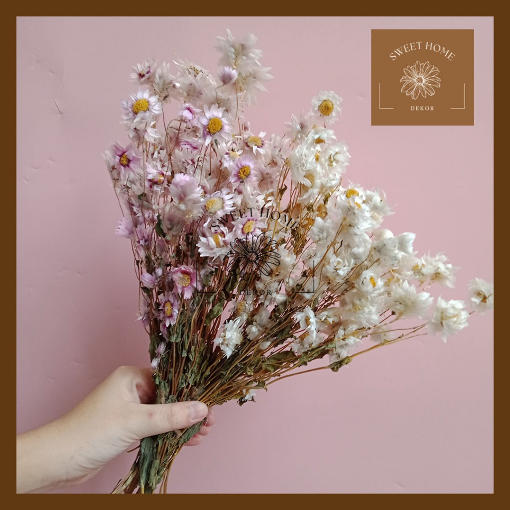 Dried Flower Preserved Daisy Bunga Kering Rodanthe White Pink dekor hand buket bucket hiasan rumah
