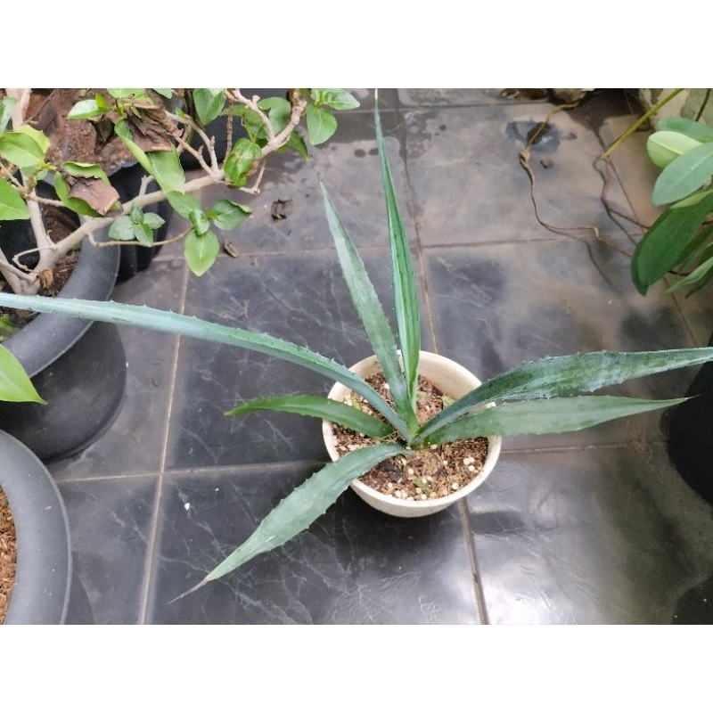 Agave Tequilana atau agave blue Webber atau agave azul