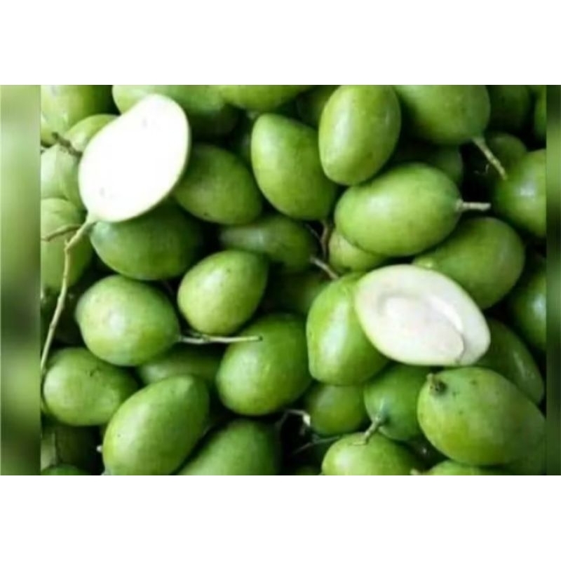 

mangga muda ready langsung petik pohon