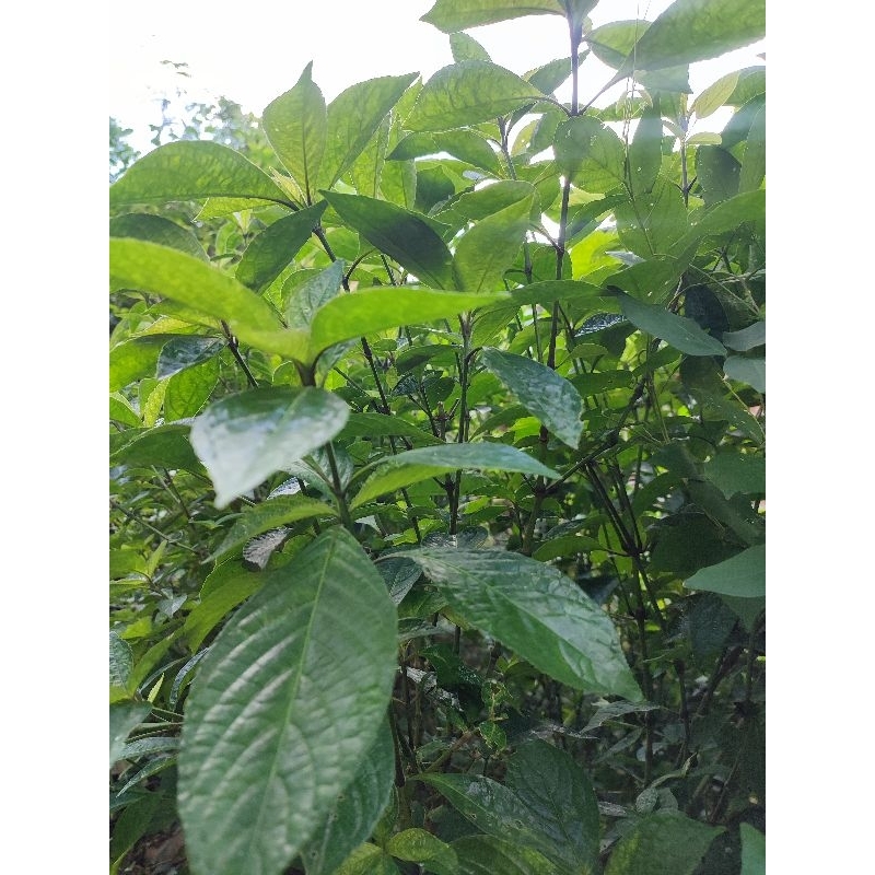 

Daun Kejibeling Segar 100gr | Herbal Alami untuk Batu Ginjal & Kolesterol