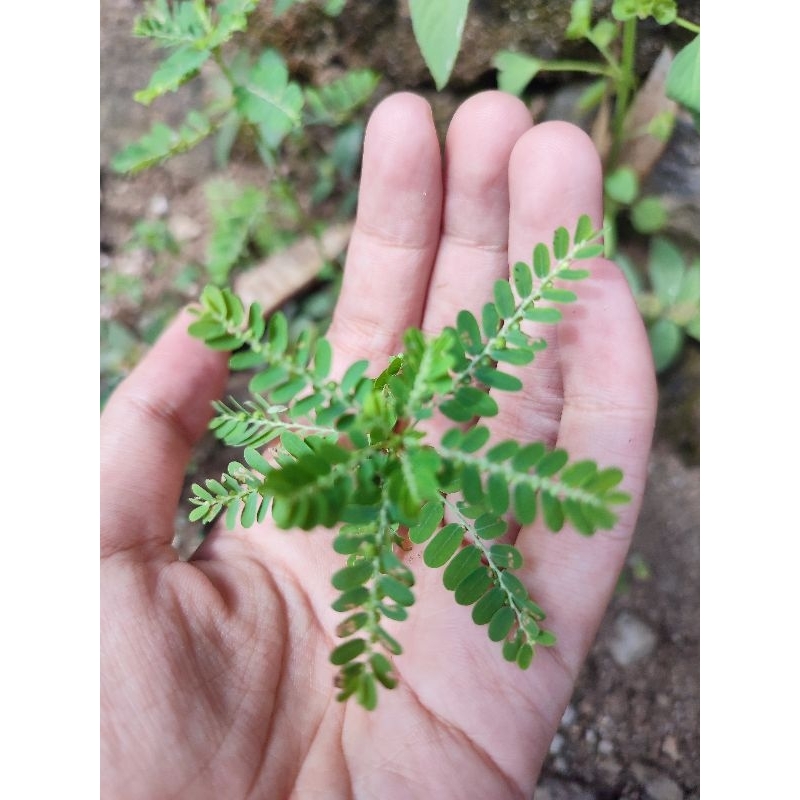 

Meniran Segar 100gr | Herbal Alami untuk Imun & Liver | Serba 5 Ribuan