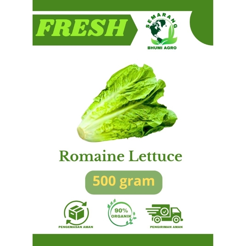 

Romaine Lettuce/ Sayur Romen Selada – 500gr | BHUMI AGRO