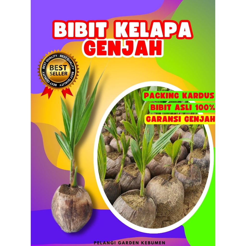 LANGSUNG PETANI.. Bibit Kelapa Genjah Pendek, Bibit Kelapa Genjah Entok, Bibit Kelapa Genjah Entok S