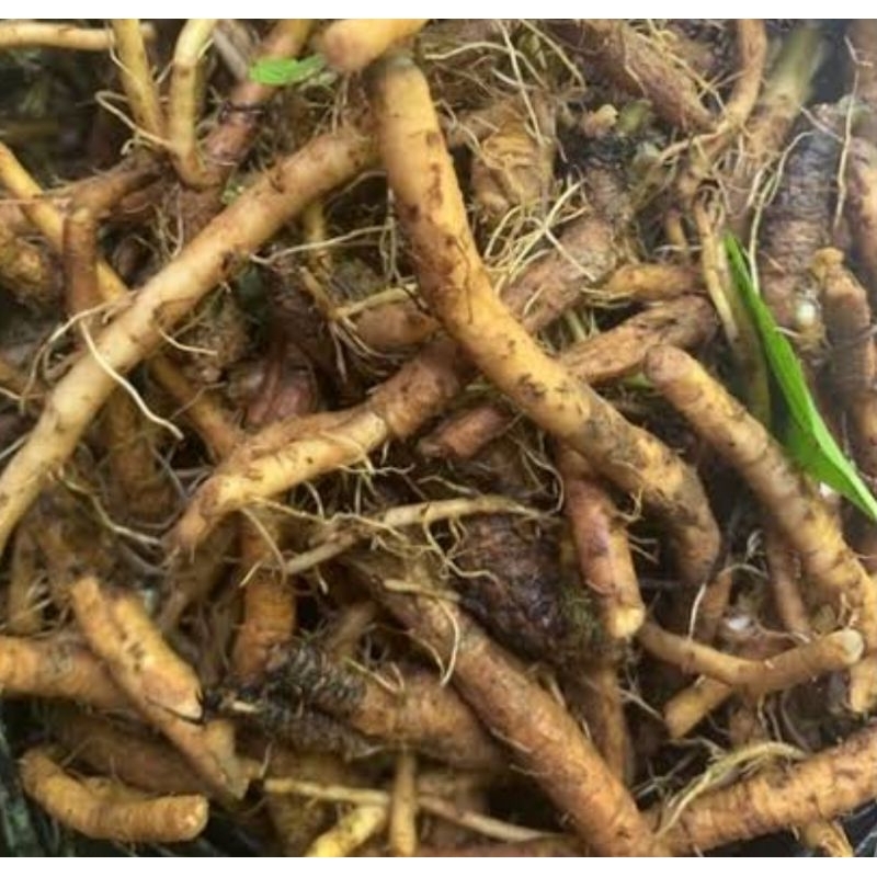 

Akar tempuyung segar organik 250 gram