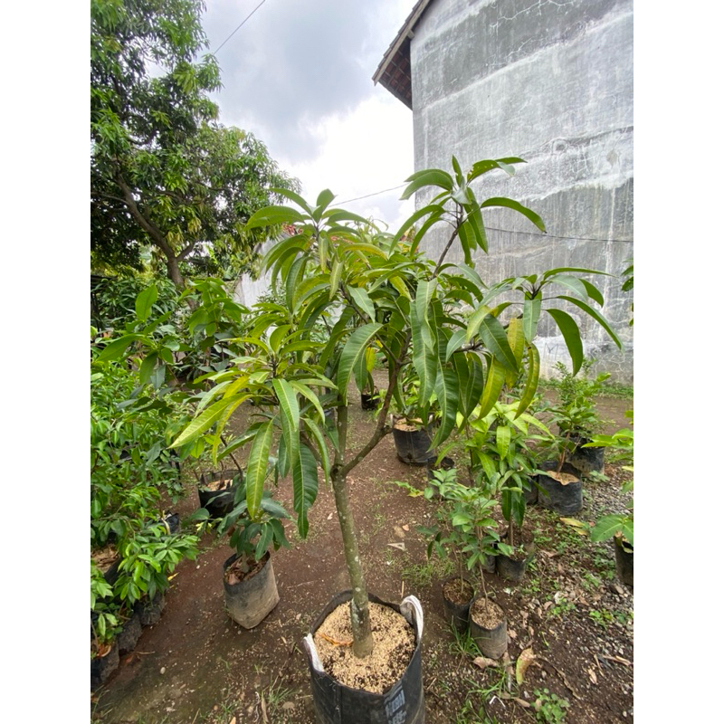 

(Sesuai foto & Vidio) Mangga red ivory batang jumbo