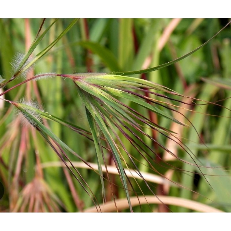 

Rumput Merakan daun rumput merak segar perikat