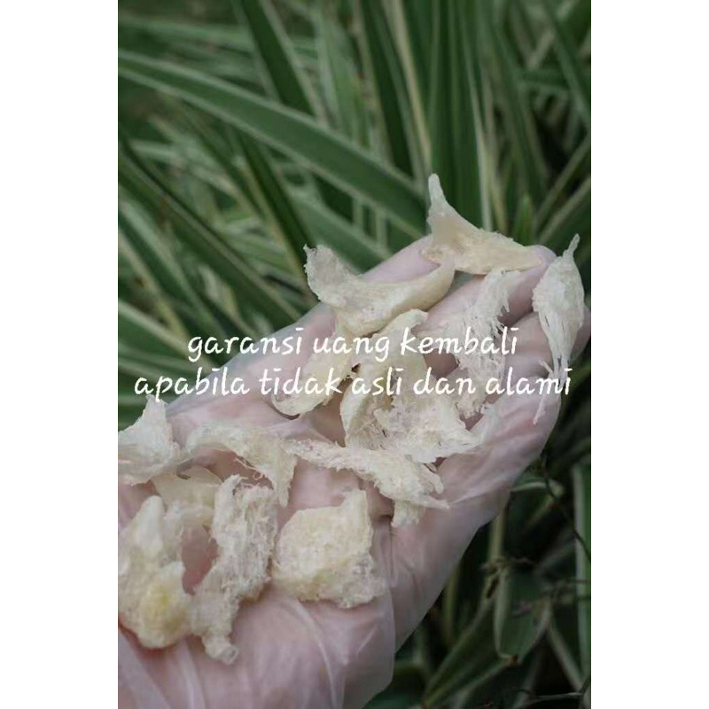 

Sarang Burung Walet Kakian Besar Bersih Proses Alami Natural 100 gram