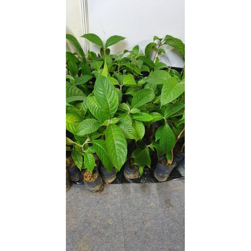 Ketum Ayam/Trichantera Gigantea