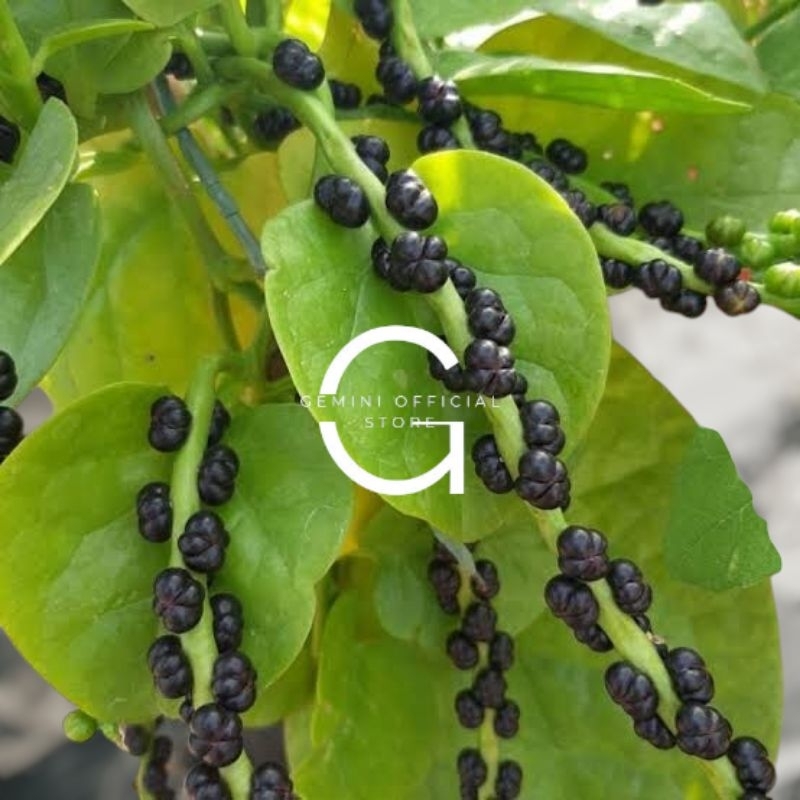 

Buah angkung segar organik obat struk 200 biji buah binahong termurah (GOS) ^_^