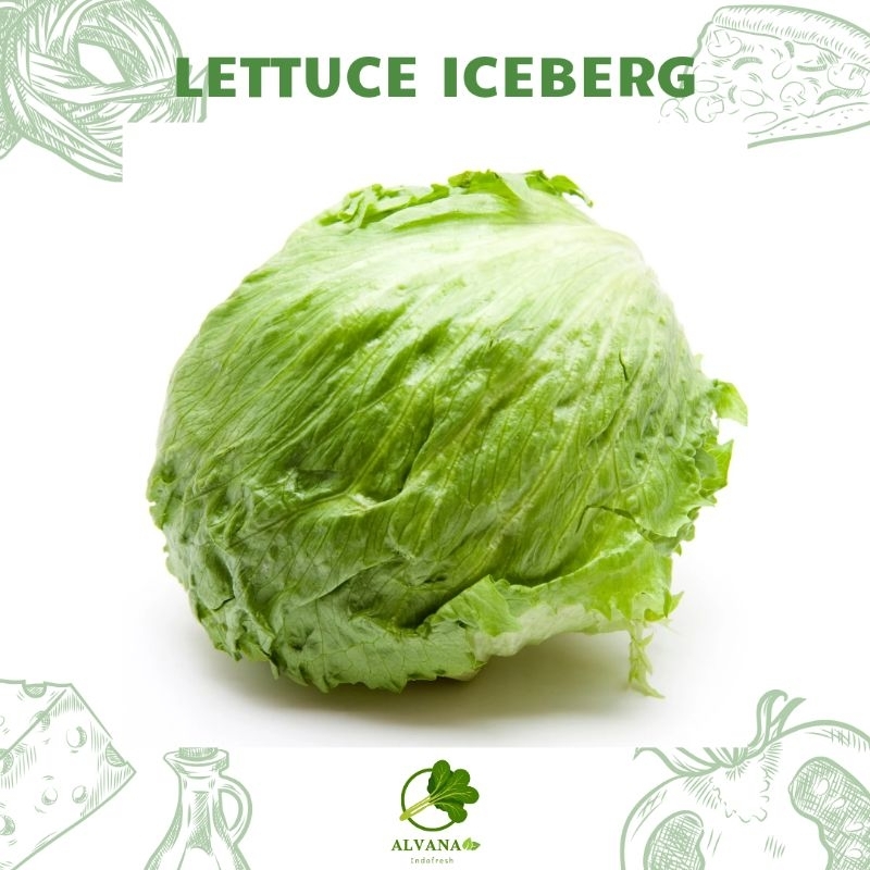 

HEAD LETTUCE 500gram