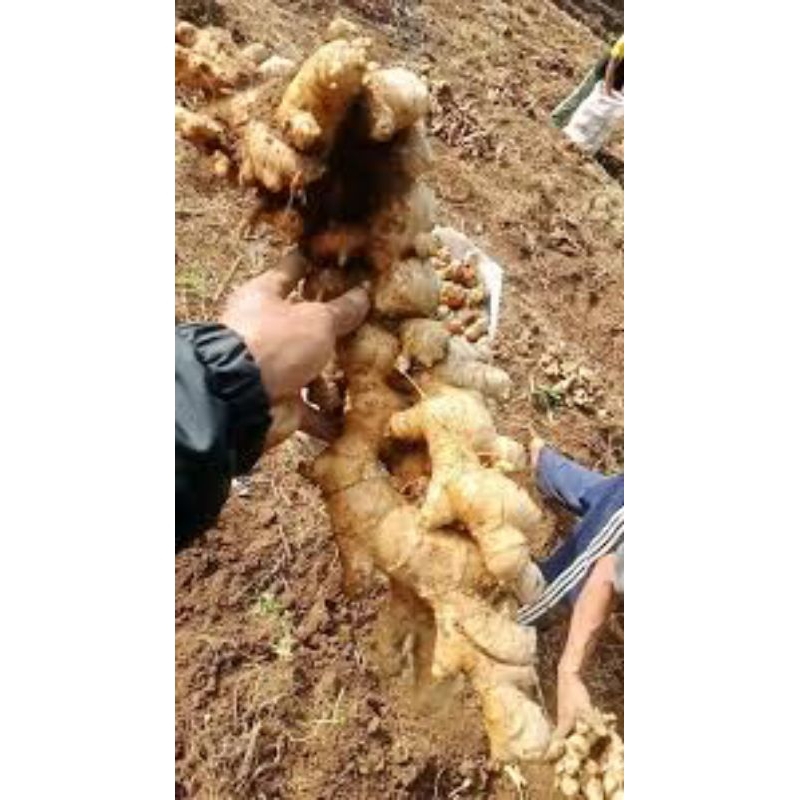 

jahe putih gajah super Tampa bahan kimia