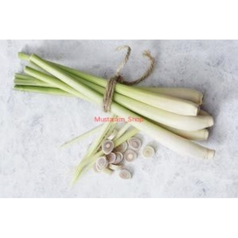 

Sereh Gajah 1kg / Serai Besar / Sereh Jumbo / Sereh untuk masak / Cymbopogon