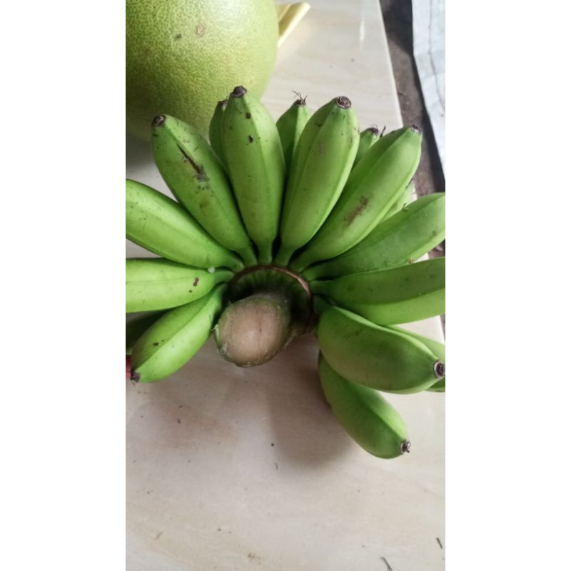 

pisang emas 1kg bergaransi 100%