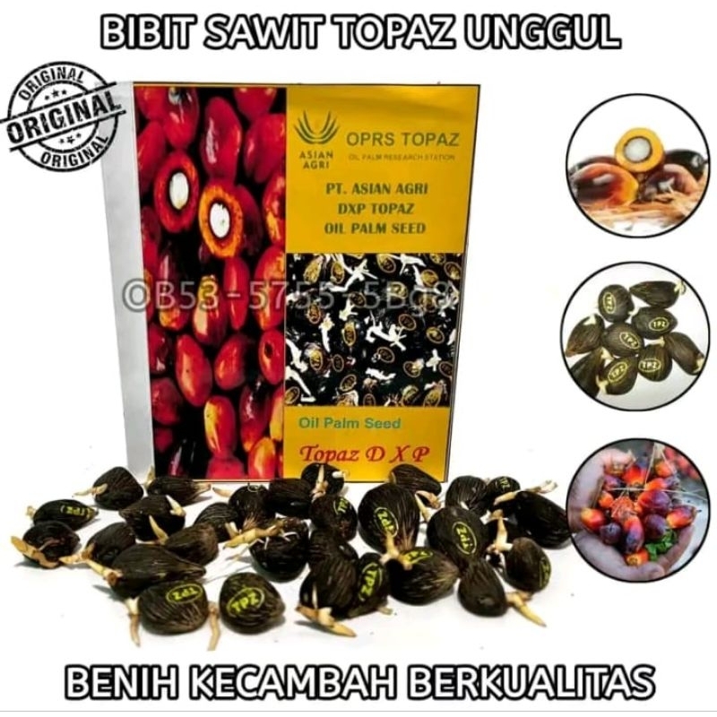 kecambah sawit dxp topaz/ bersertifikat