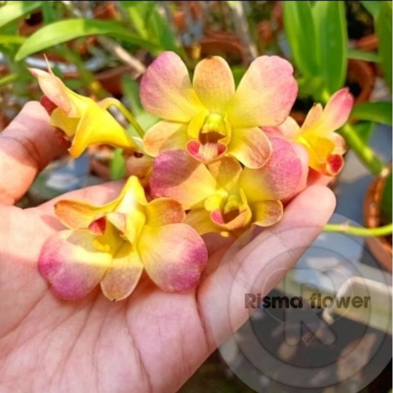 ANGGREK DENDROBIUM SPIKE/KNOP ORANGE REMAJA