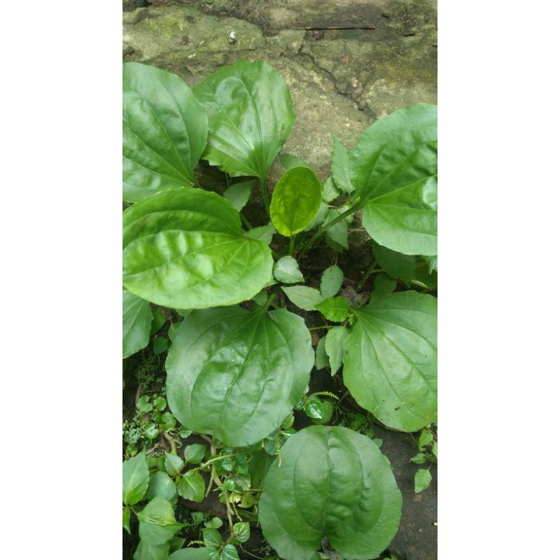

Daun Kiurat/Daun Sendok Jumbo Organik