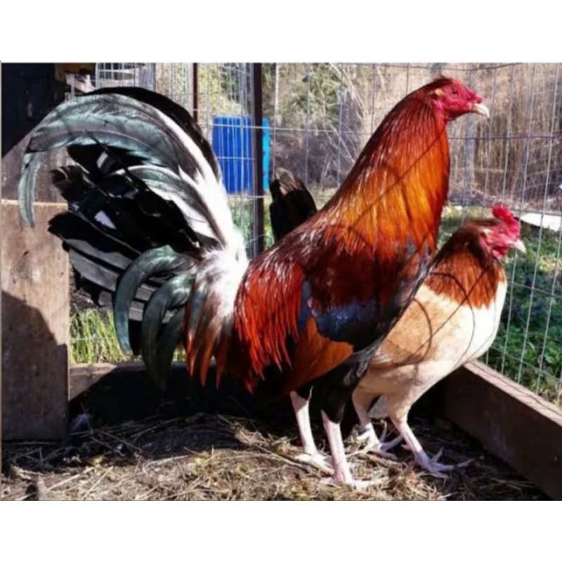 

TELUR AYAM HIAS BANGKOK PILIPIN FERTIL ASLI UNTUK DITETASKAN
