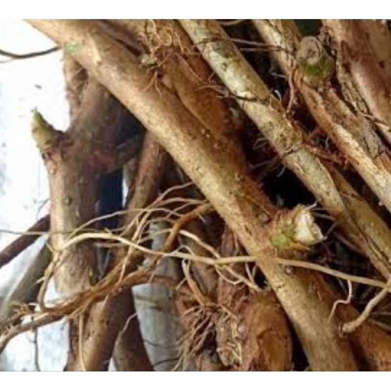

Akar cincau hijau akar cincau perdu segar 400 gram