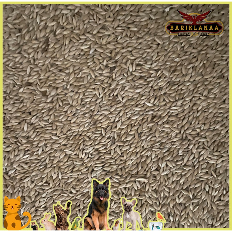 CANARY SEED 25KG - PAKAN BURUNG KENARI SEED KEMASAN 1 KARUNG 25KG