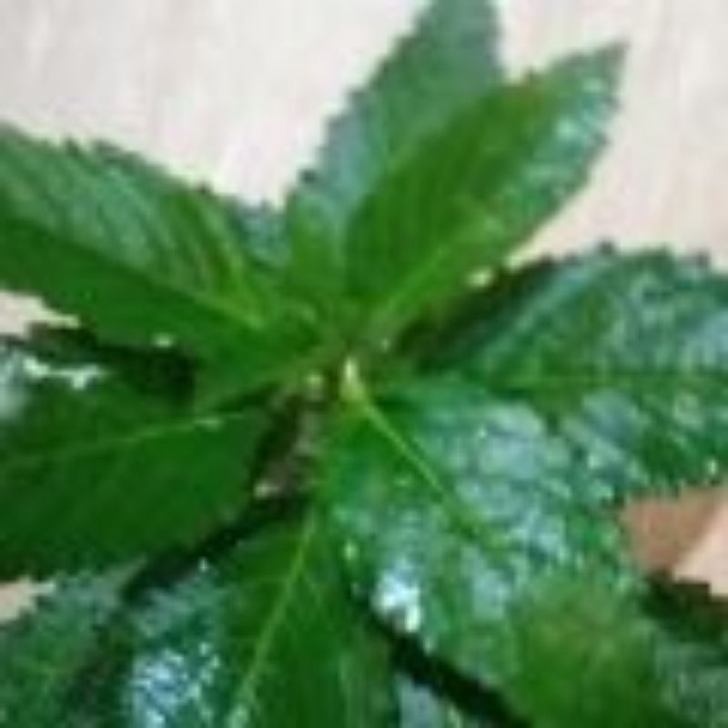 

Damiana Tea Leaves Teh Daun Damiana Kering